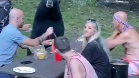 Having a Beer with a Bear