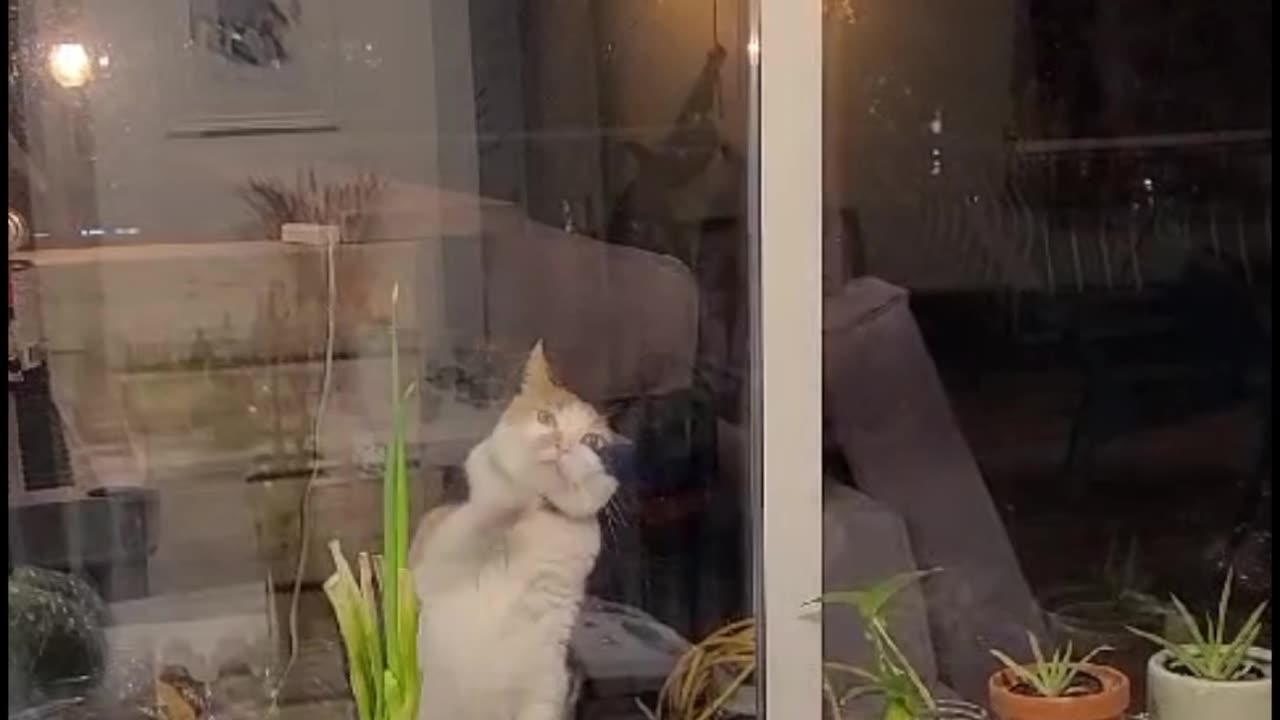 The Neighbor's Cat Is Very Persistent