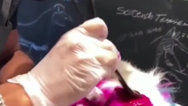 Os produtos fofos mais populares para animais de estimação hoje