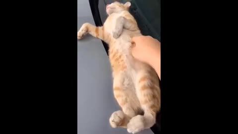 Pet | Animat | Cute | Funny | #funniest #animal #pet #cutecat #cutepet #funnycat #funnypet