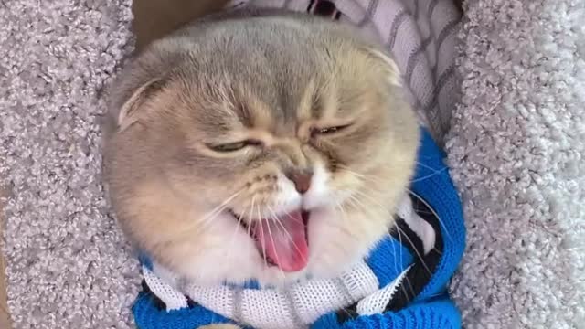 Funniest Cats 😹 - Don't try to hold back laughter 😂 - Funny Cats Life