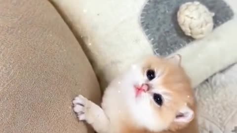 Kittens are really cute