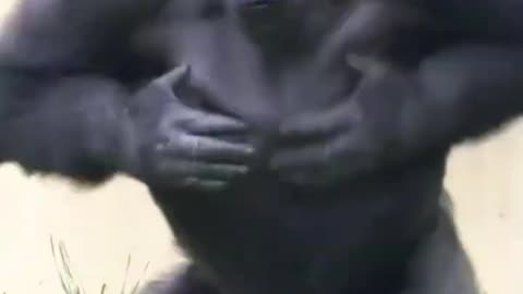 Gorilla