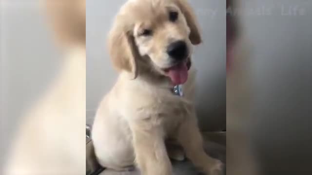 „Cute Cats And Dogs That Will Make You Laugh 😂 - Funny Animal Compilation #1“