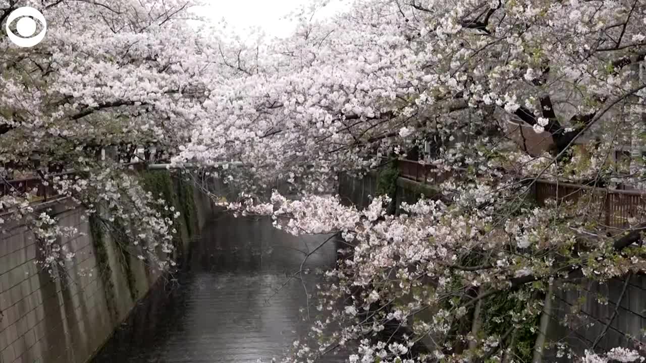 WEB EXTRA_ Japan's Cherry Blossoms