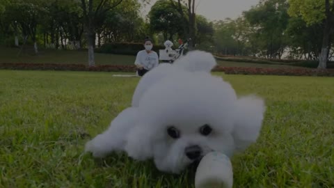 Playing with the dog