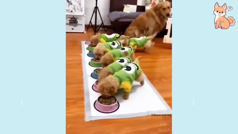 You will laugh at all the DOGS😂 FUNNY DOGS VIDEO,😂😈