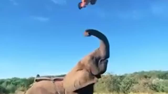 Wow Natural video Elephant status Beautiful