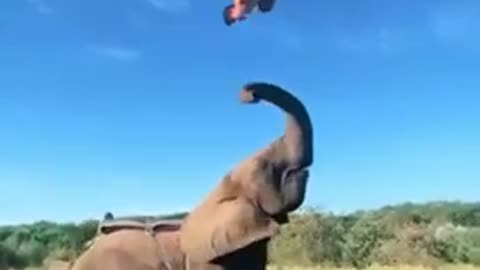 Wow Natural video Elephant status Beautiful