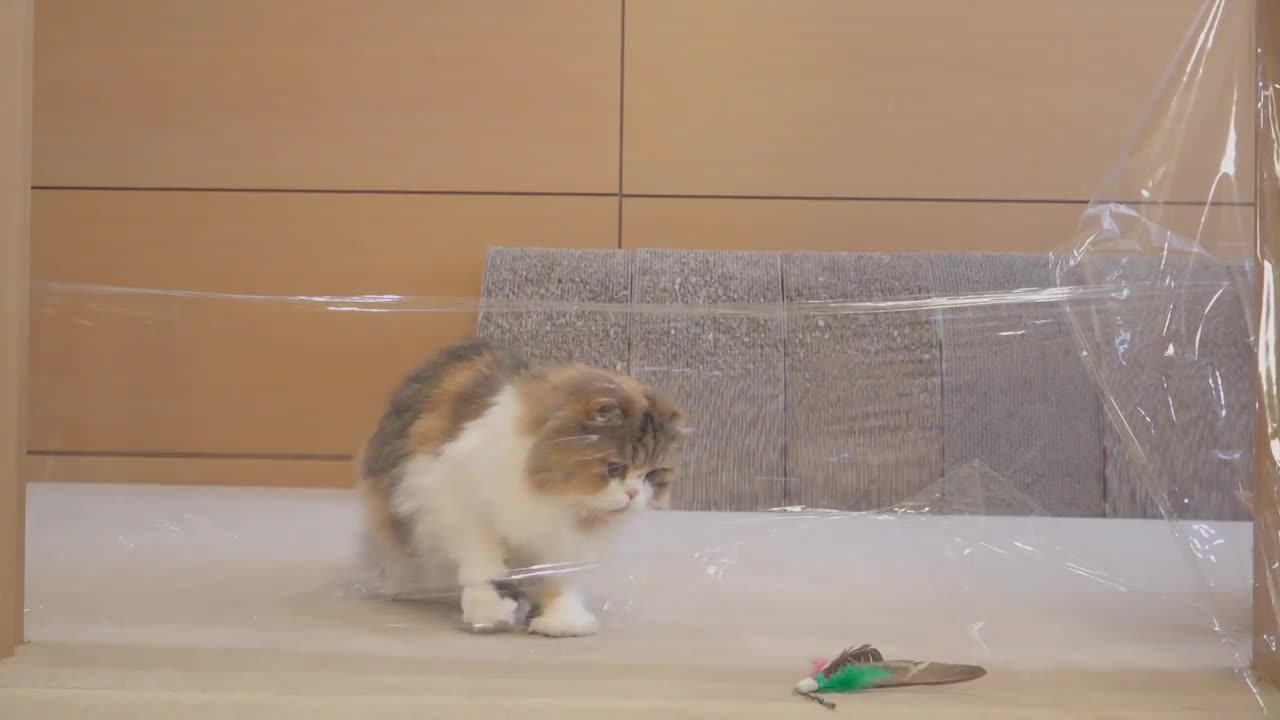 Cats vs Invisible Wall