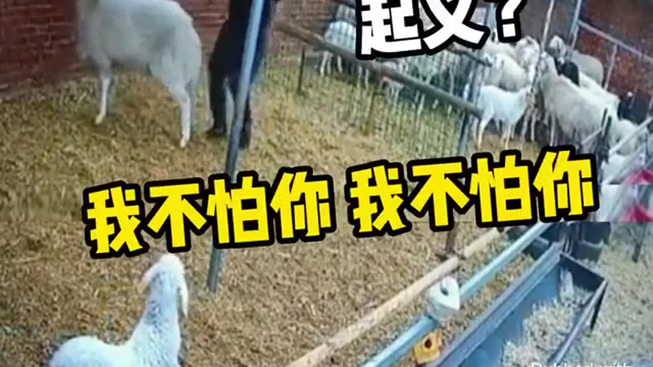 Animal World Funny English Voiceover Facing Ironhead Kung Fu, humans finally win a round!