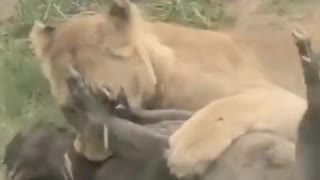 A lioness pulling a warthog from her burrow #shorts #warthog #wildlife
