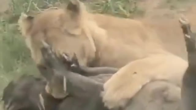 A lioness pulling a warthog from her burrow #shorts #warthog #wildlife