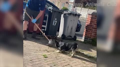 funny dog videos
