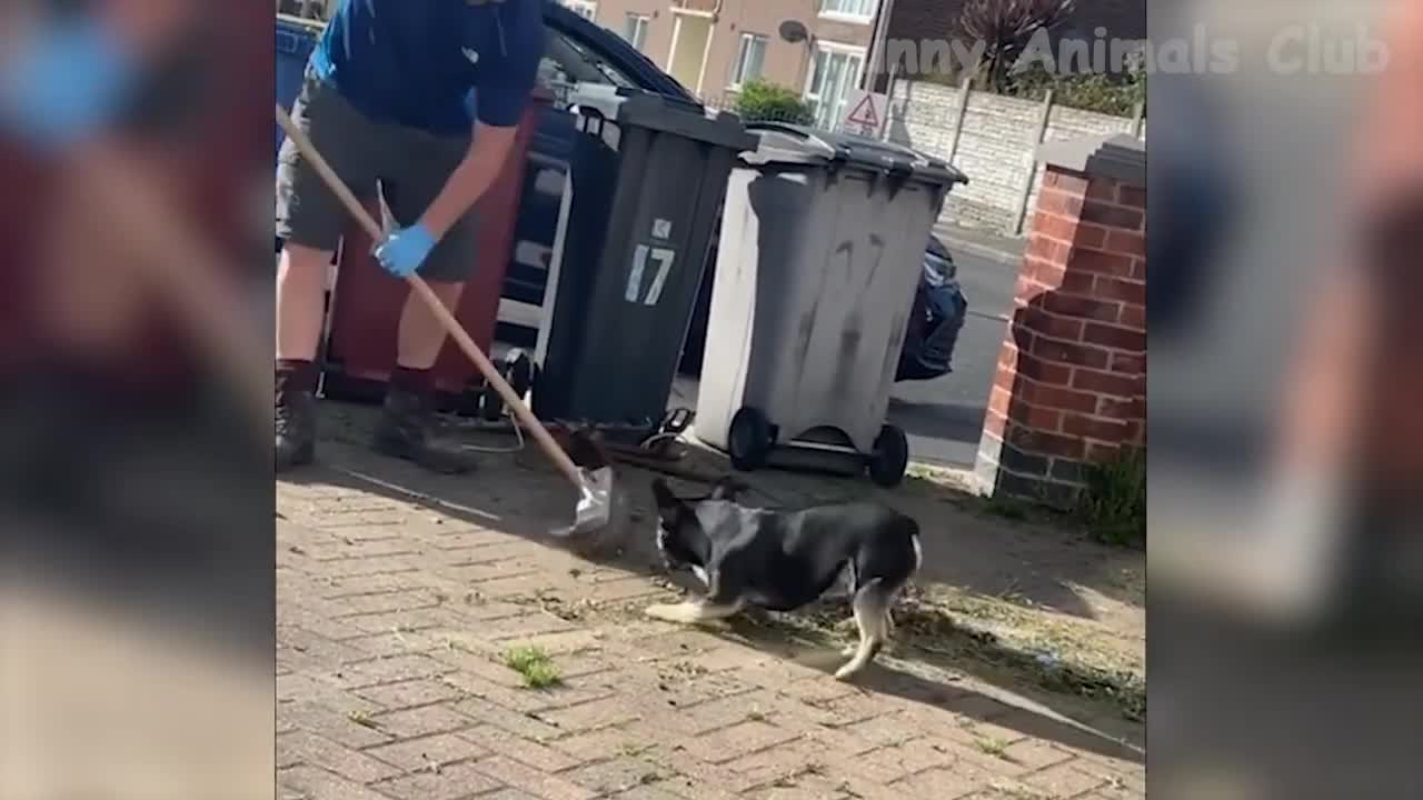 funny dog videos