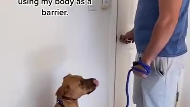 Basic dog training video