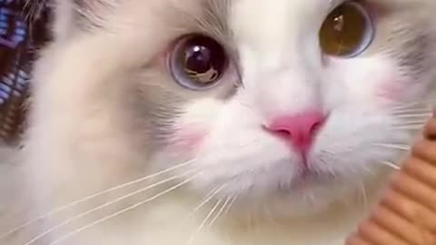 Aww Cute Cats Videos #catmeow Funny Animals Compilation😹 Try Not To Laugh Challenge MV59 #shorts