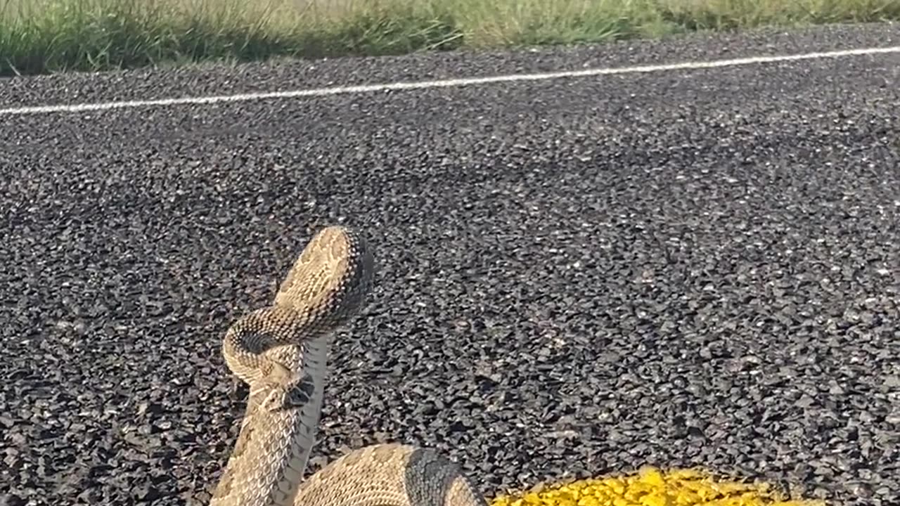 Feisty Prairie Rattlesnake Isn’t Happy About Being Saved