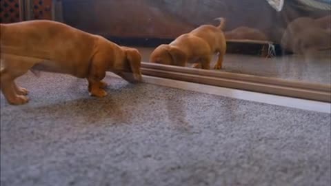 little dog sees a mirror for the first time