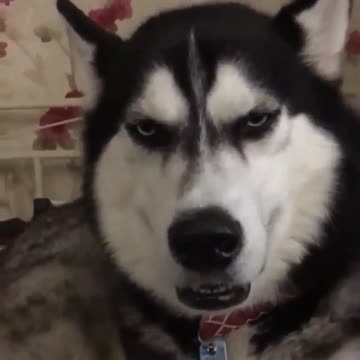 “Read my face, hooman. My nose ain’t for ‘booping.’”