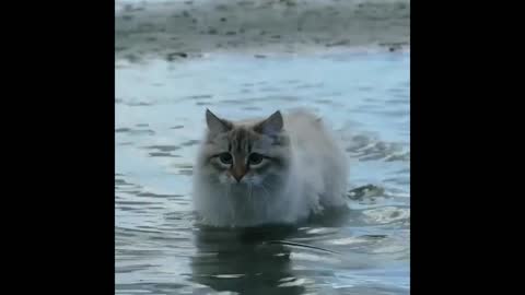 Gif video of cat swimming