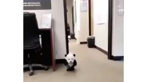 Cute panda