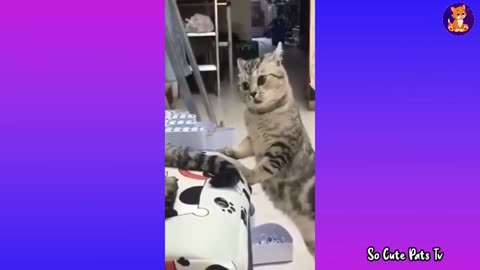 Best Off Cat #178 ❤Funny Videos 2021 Funny Animals Videos