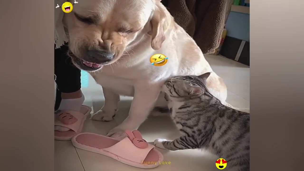 😁Try Not To Laugh Compilation | Cute People And Animals Doing Funny Things