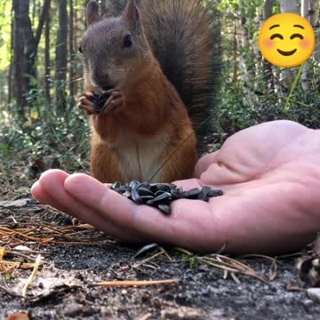 I feed a cute squirrel from my hands