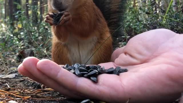 I feed a cute squirrel from my hands