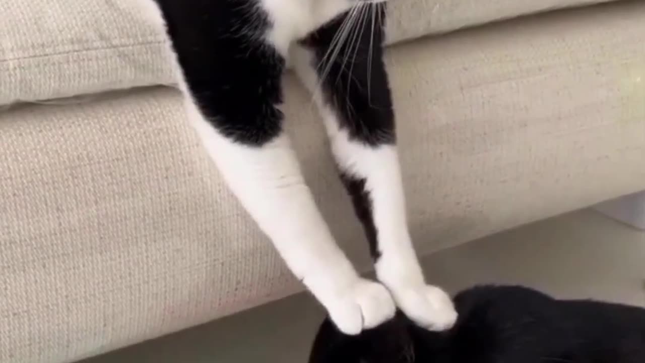 Funny cat