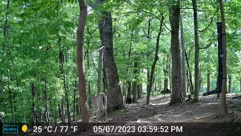 The Woods – 05/08/2023
