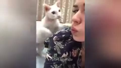 Funny cat vdeo