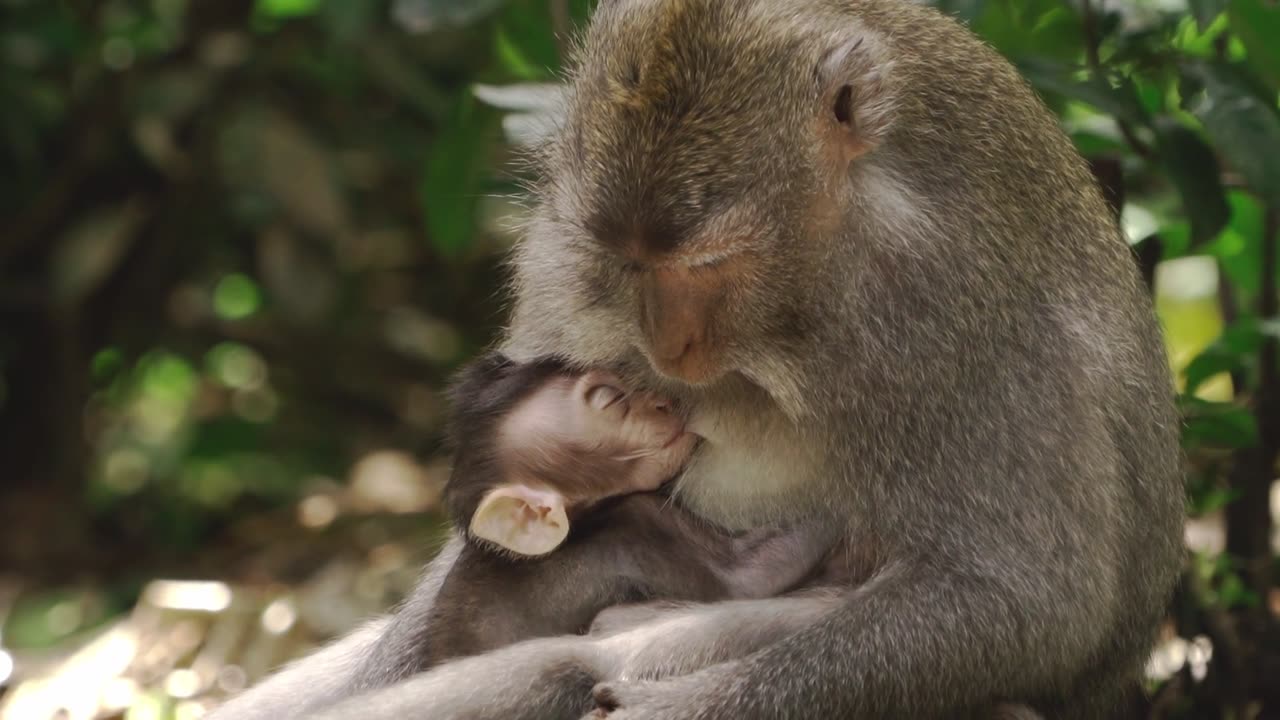 Funny monkey 🐒