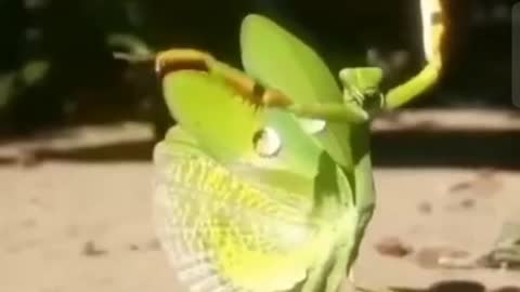 Funny dance