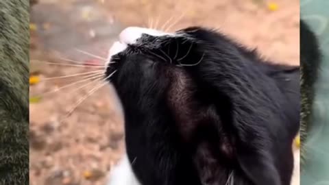 HELPING A THIRST CAT