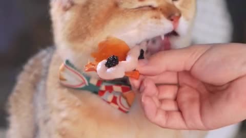 Funny Cat Clips: LOL Moments Unleashed Ep 15.