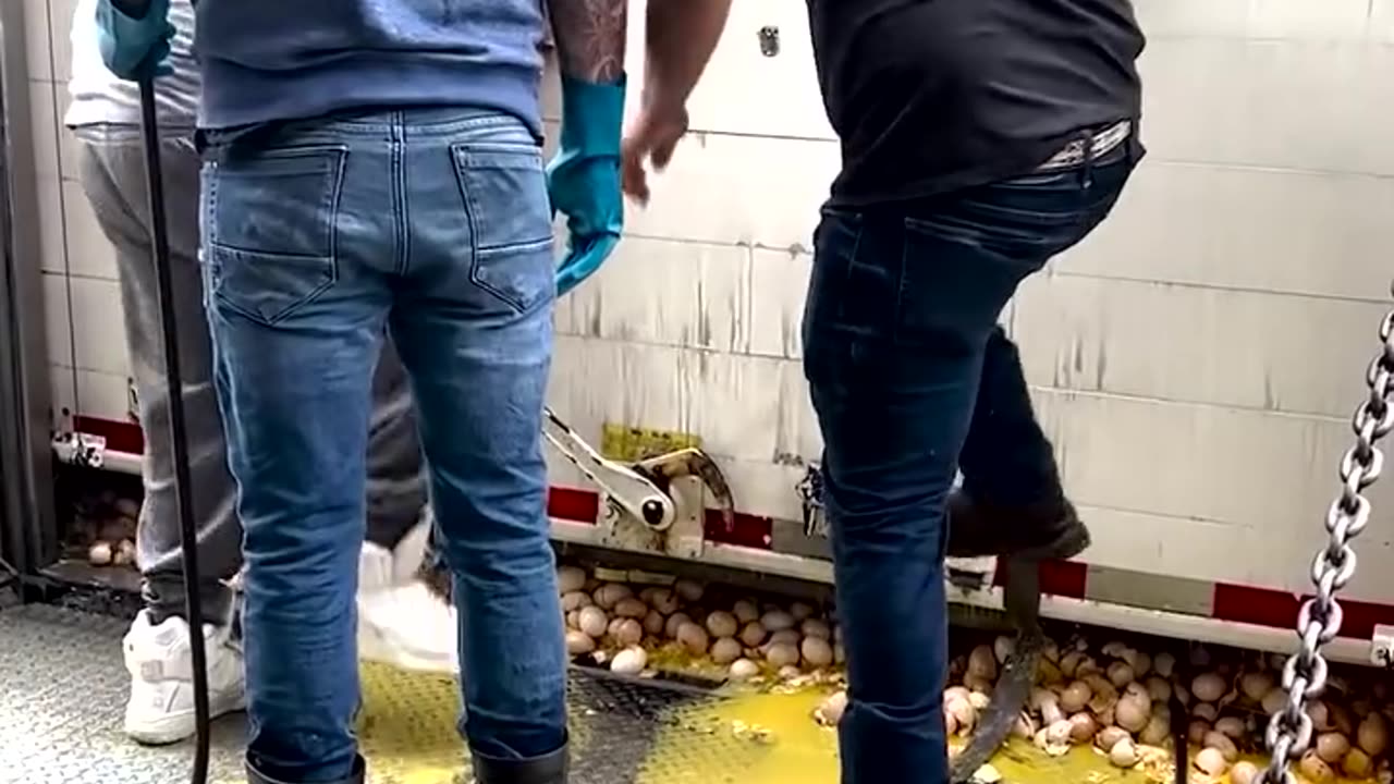 Epic Egg Fail