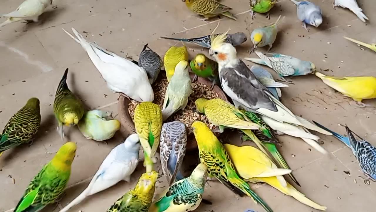 Budgie eating soft foods