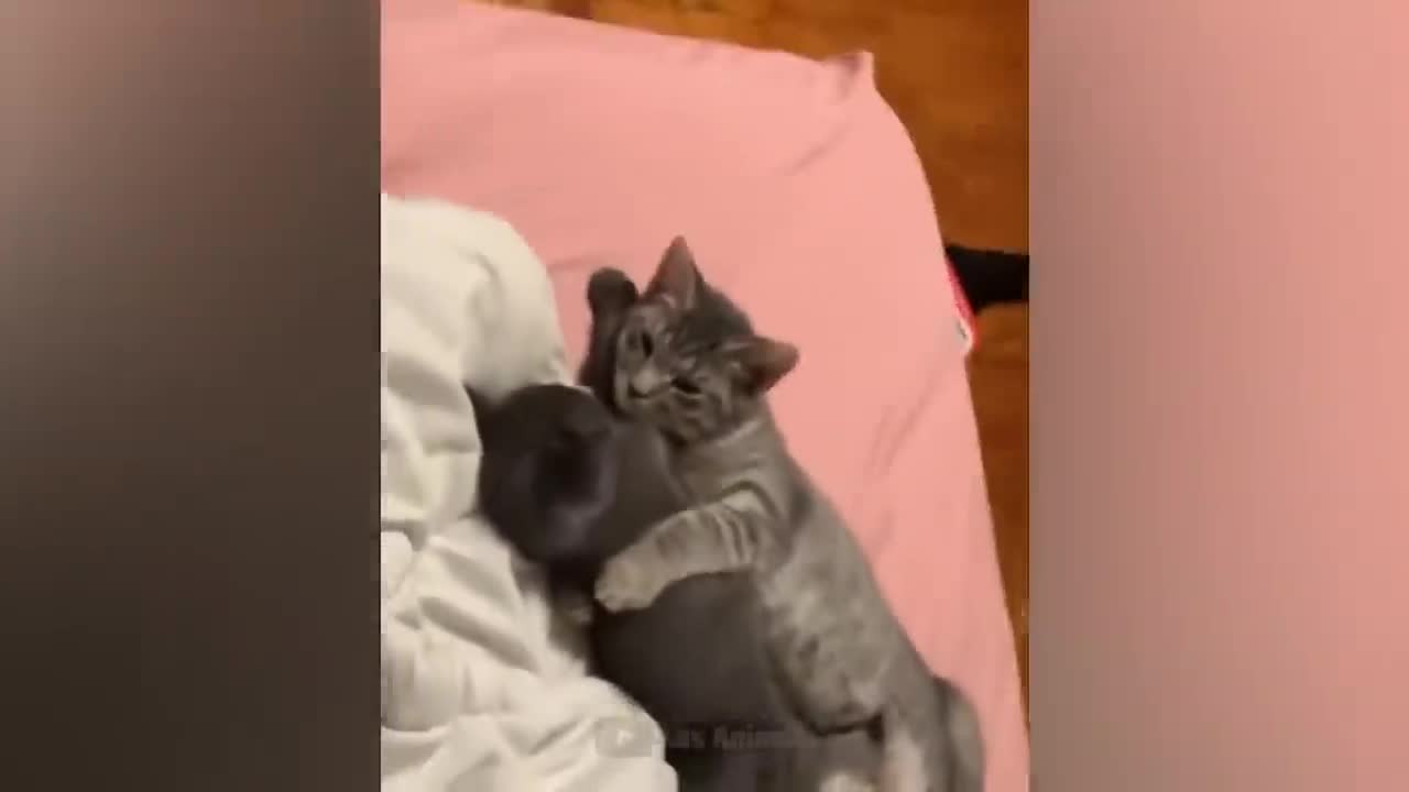 The most funny animals play with dogs and cats 2021 No #9