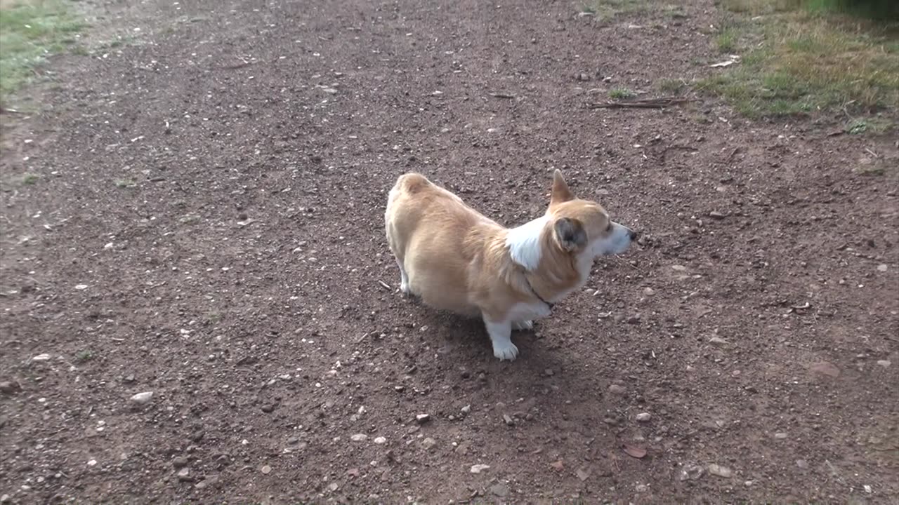 Rosa's Litter Arrives