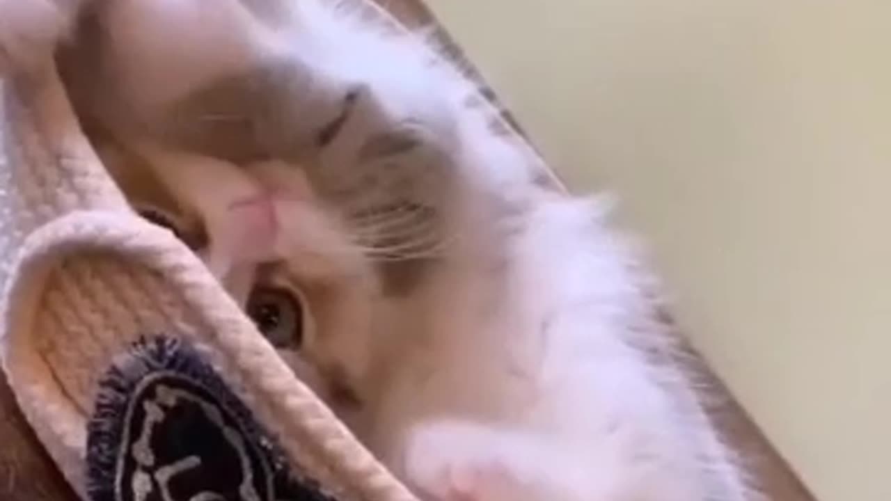 Cute Animal😊😊😊😊😊💓💞