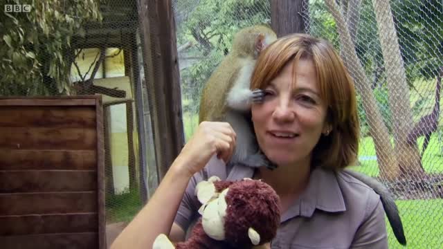 Best Monkey Moments | BBC Earth