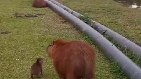 Funny Animals Series 318