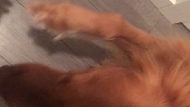 Polite dog likes to shake hands with humans