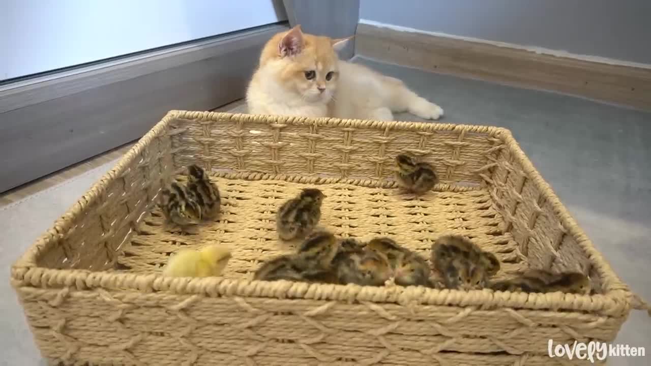 Baby chicks playing around with a baby kitten😹😹🐦🐦