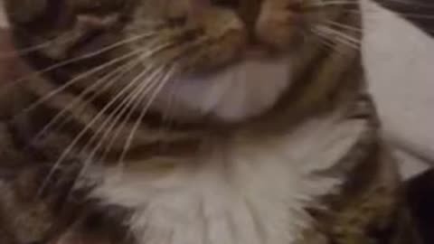 Cute Cat Gif