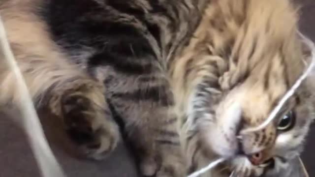 Cat holic fanfiction
