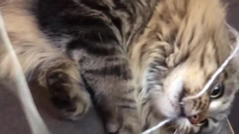 Cat holic fanfiction