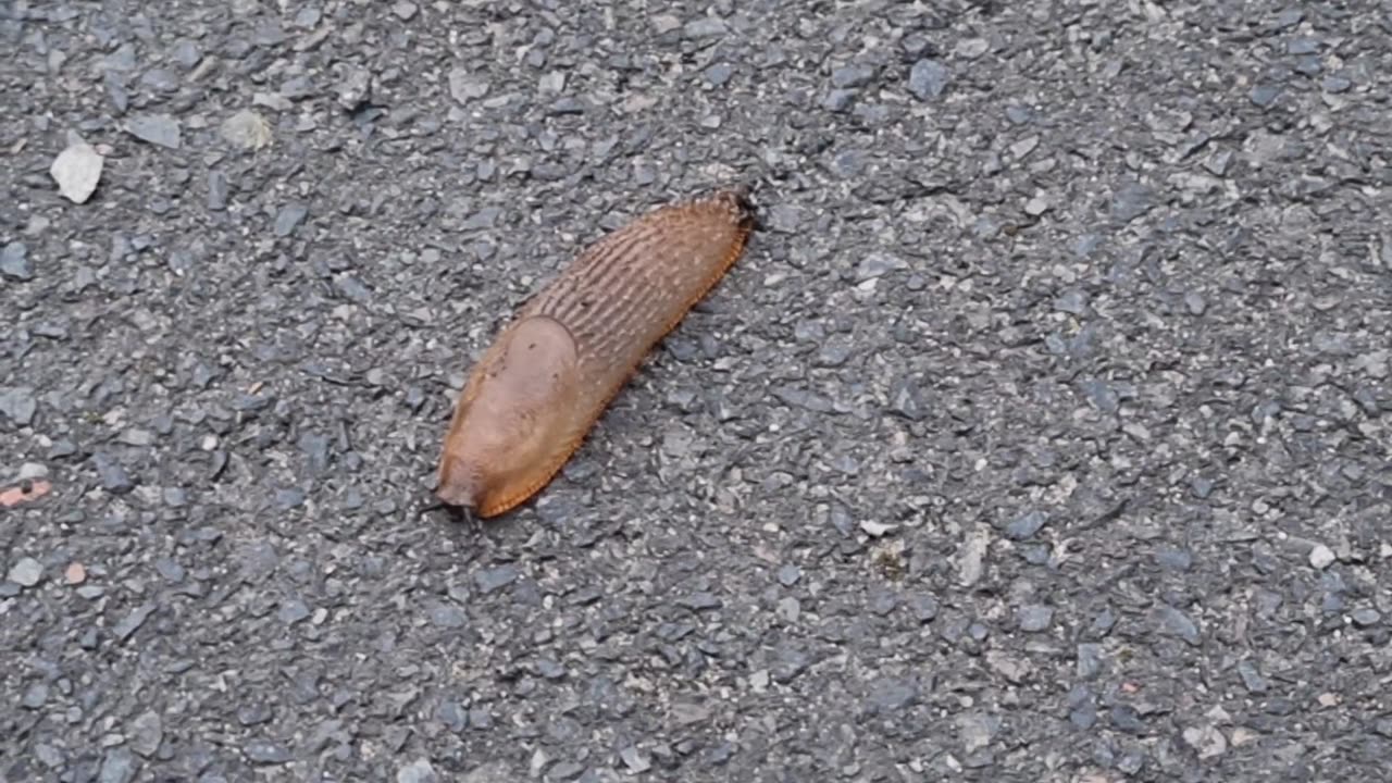 Nice Slug On Ground In Great Britain.